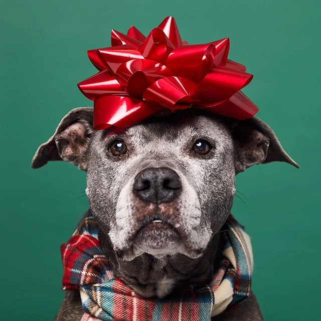 New tutorial on making holiday pet portraits on SLR Lounge! http://bit.ly/2zHcpn2