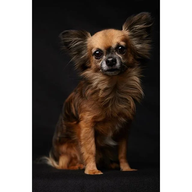 New one-light pet photography tutorial is live at @slrlounge