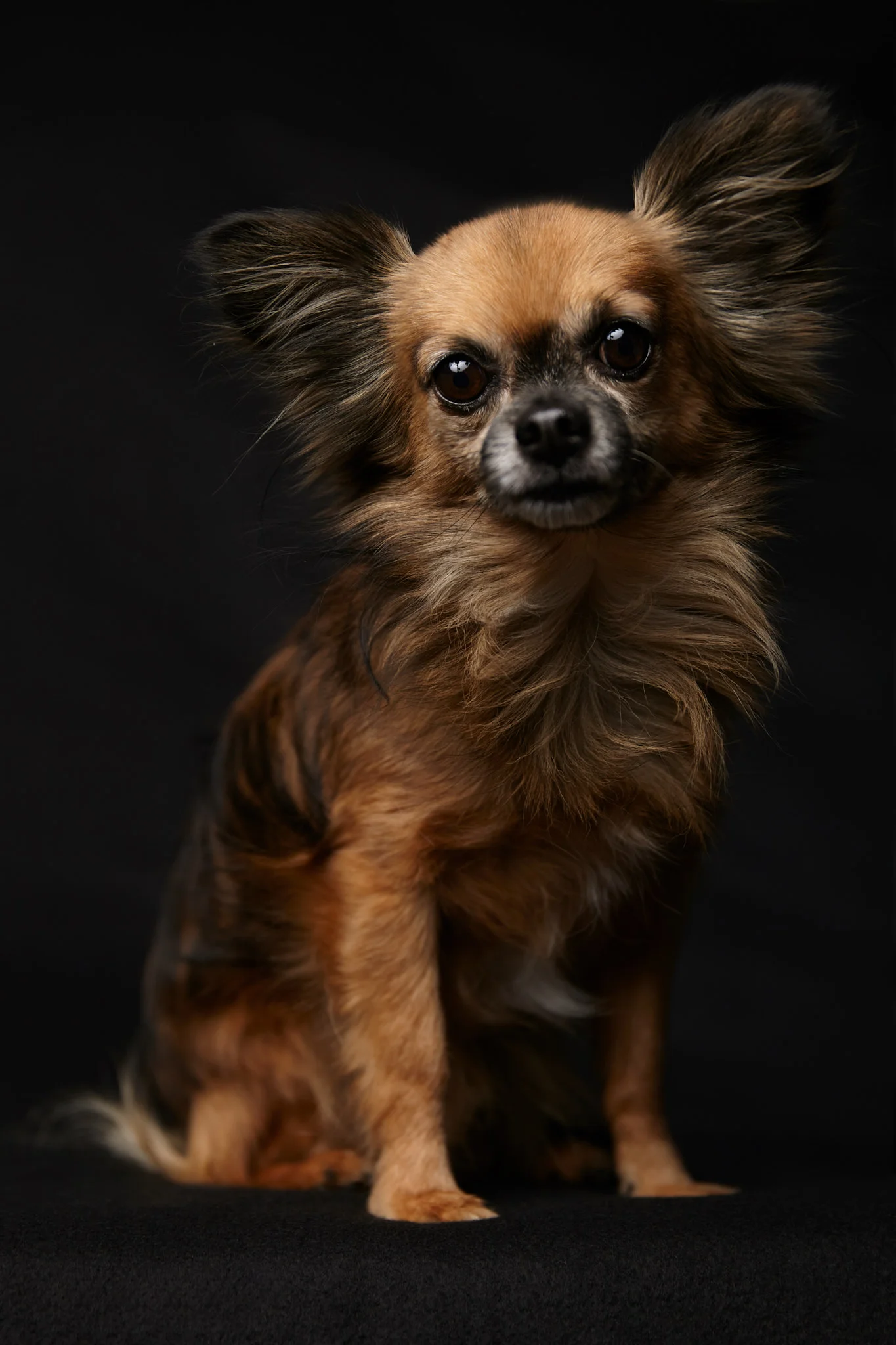 biggs-one-light-simple-pet-portrait-softlighter 1.jpg