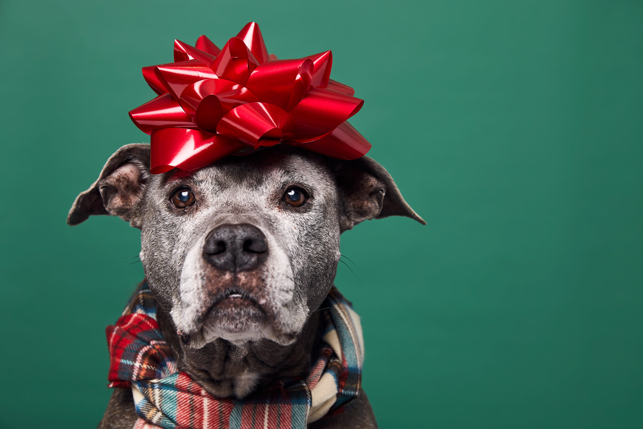 holly-roa-hjr-photos-holiday-pet-photography-portraiture-tutorial-4-v2.jpg