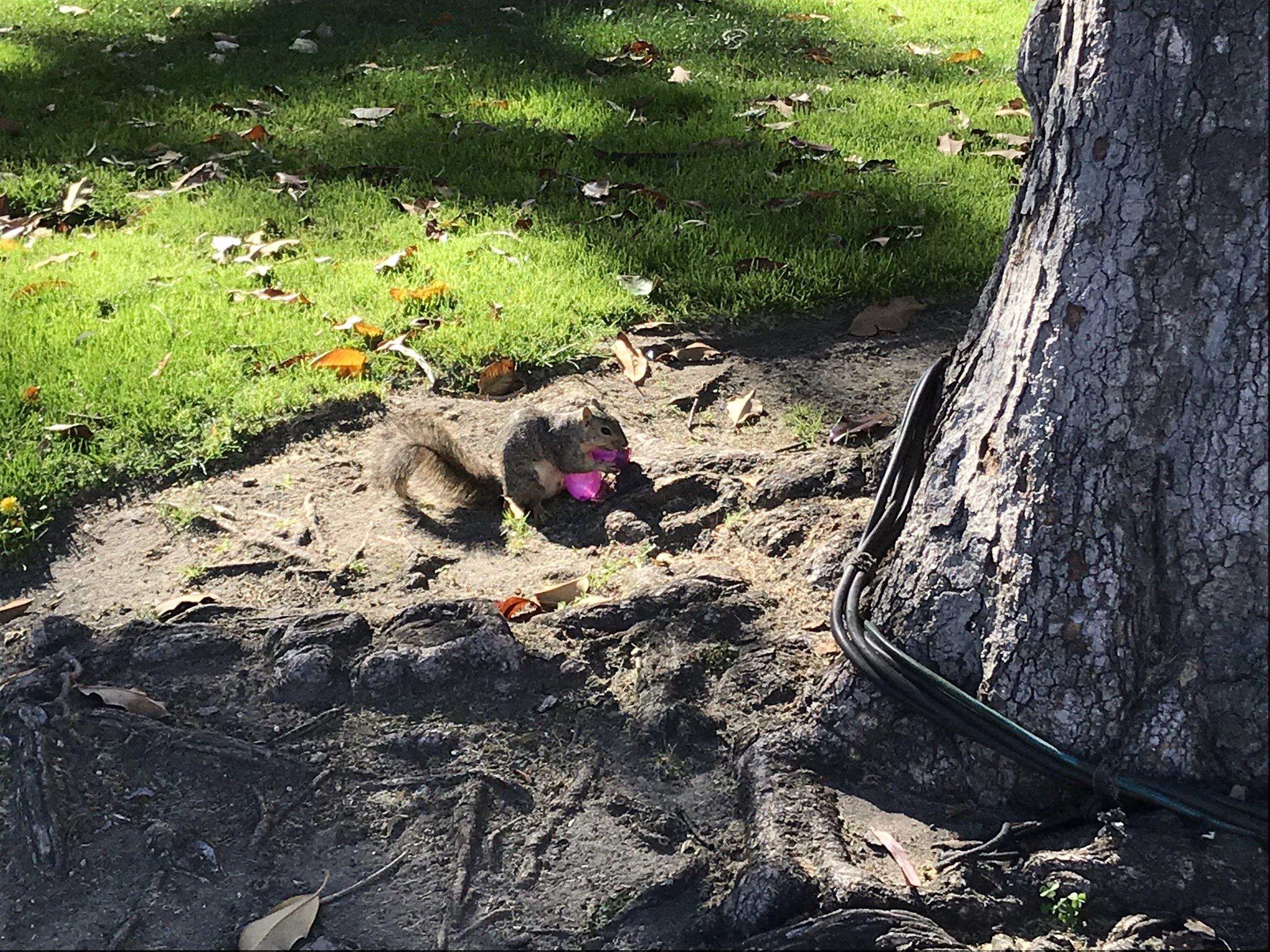 I saw a squirrel carrying an easter egg, pausing to nibble at whatever candy was inside. I too sometimes feel like this.