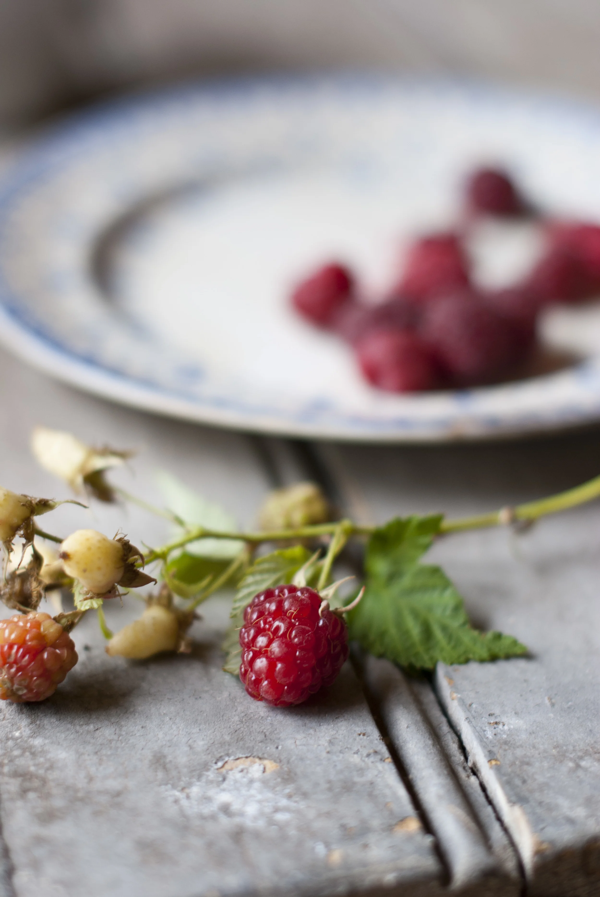 102612Raspberries 2.JPG