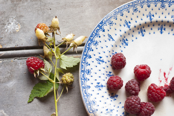 Raspberries 2.jpg
