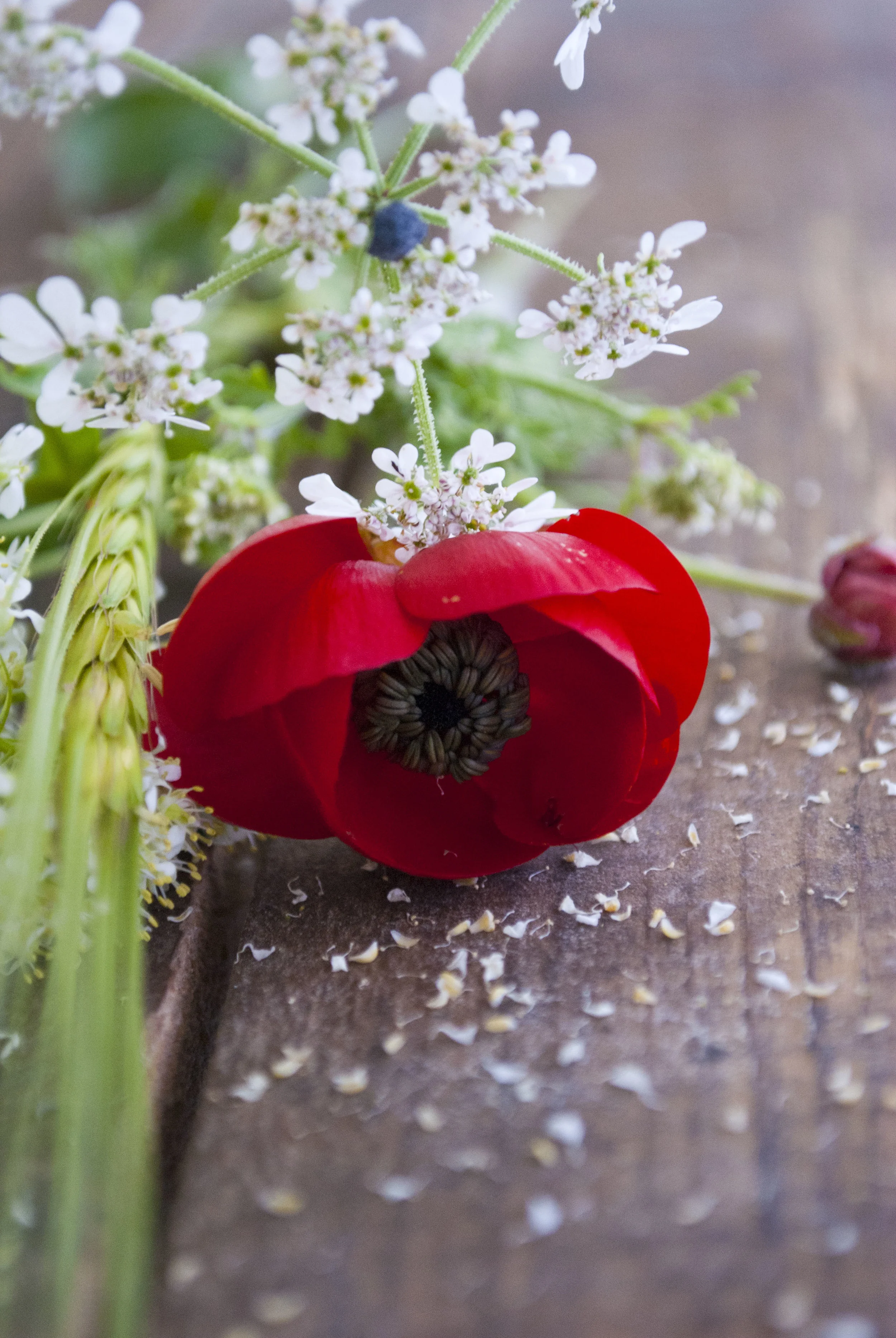 033011Flowers together.JPG