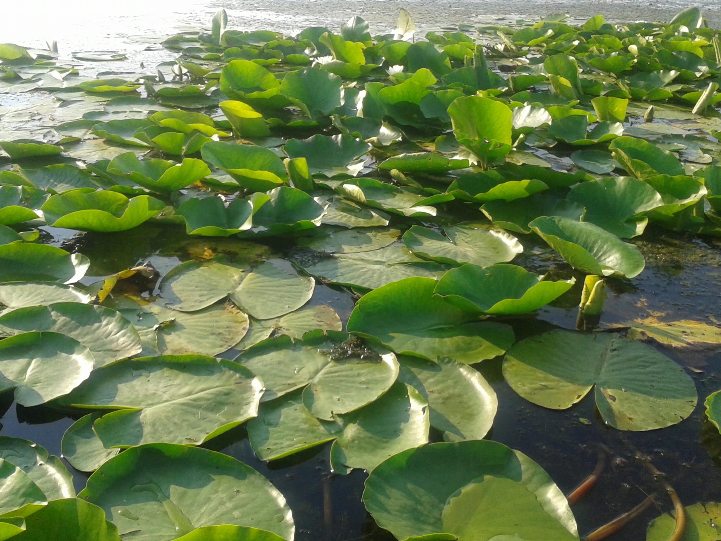 20140720_183335.jpg