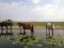 Letea Forest Wild Horses