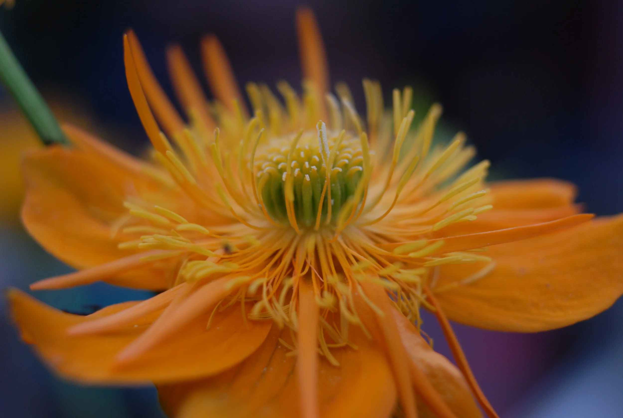  2012.  Digital&nbsp;Promotional work for Red Sky Snacks. 