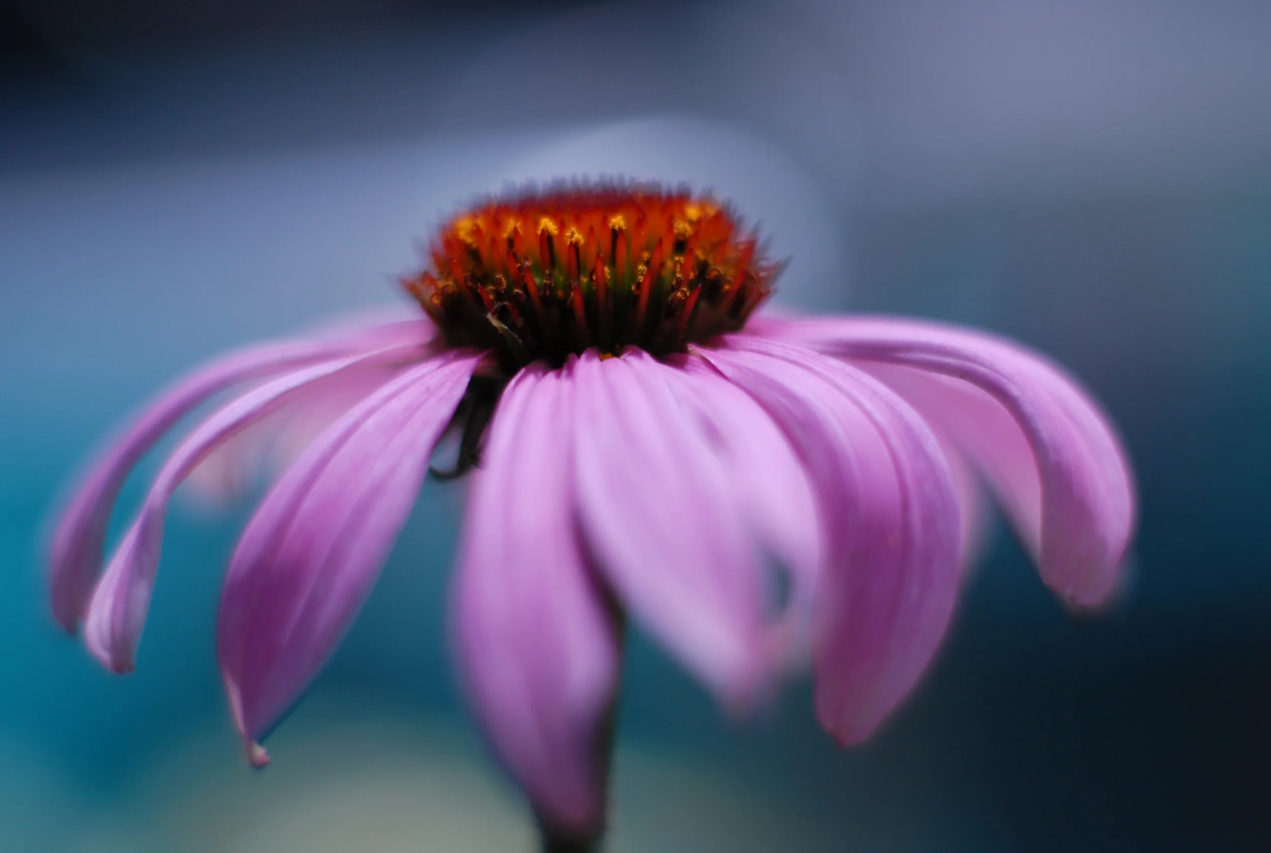 CONE FLOWER