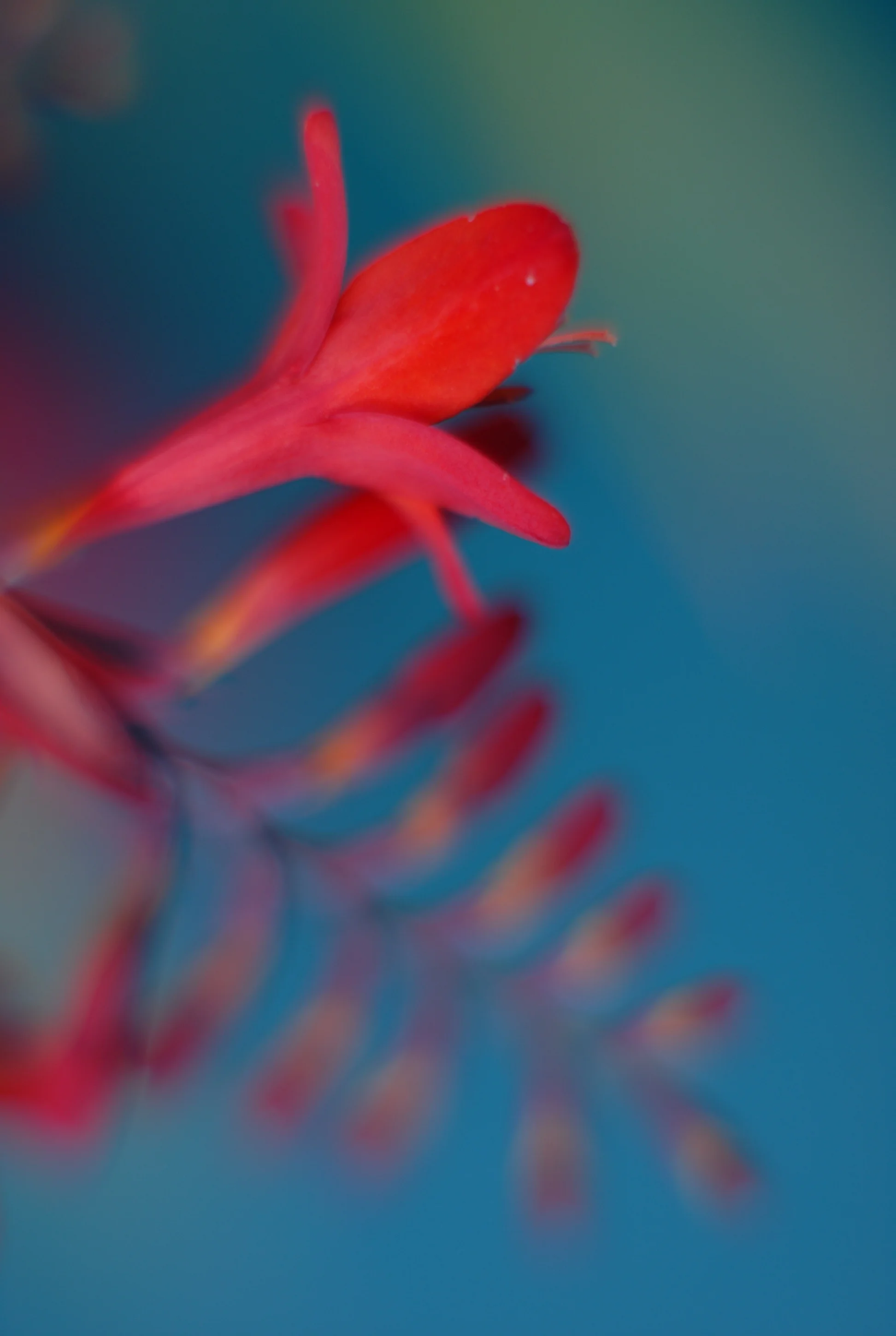  2012.  Digital&nbsp;Promotional work for Red Sky Snacks. 