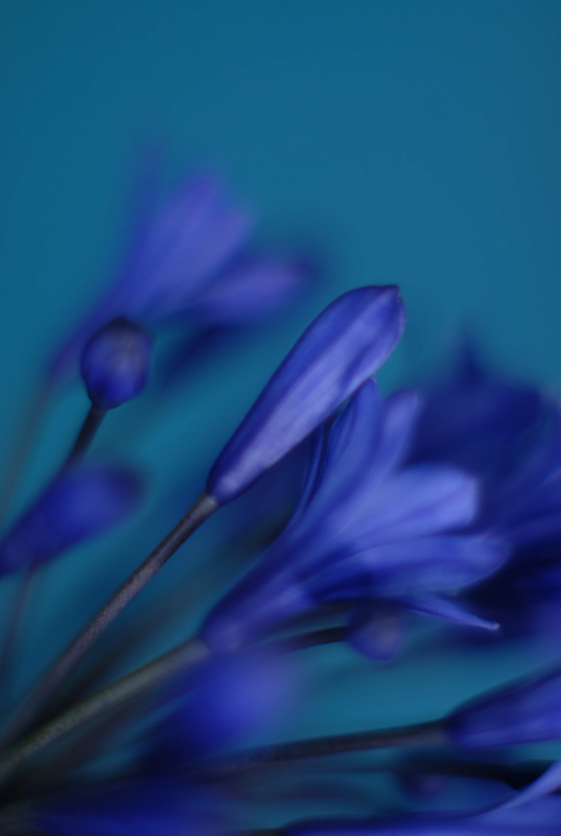  2012.  Digital&nbsp;Promotional work for Red Sky Snacks. 