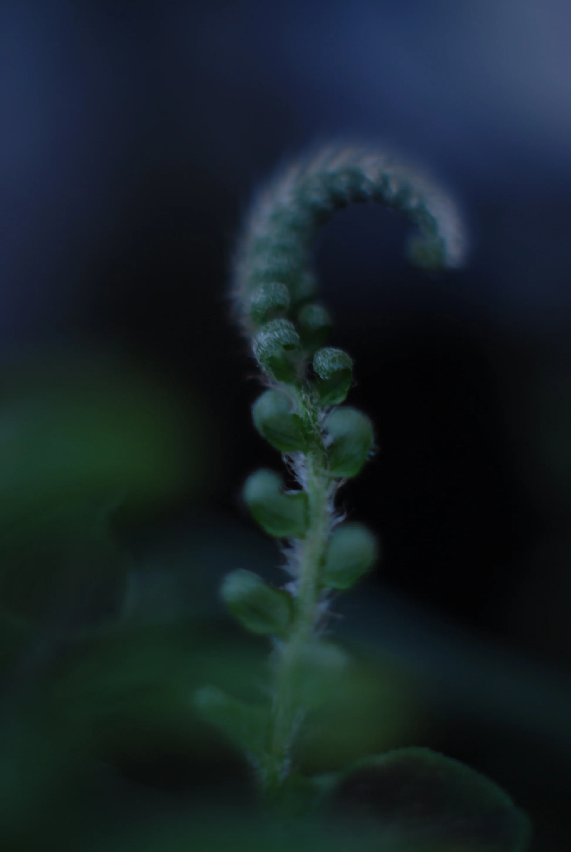  2012.  Digital&nbsp;Promotional work for Red Sky Snacks. 