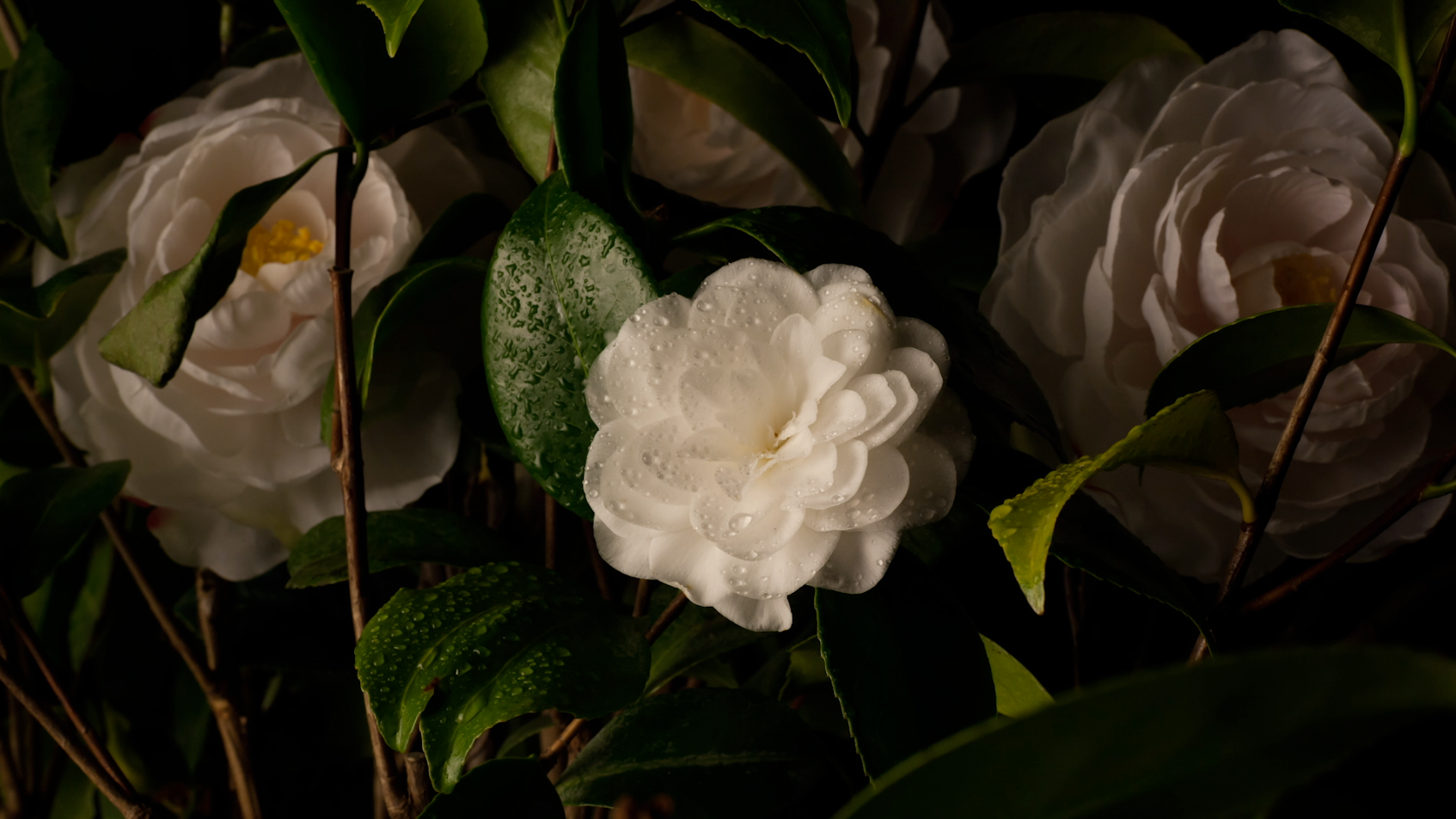 Camellia.