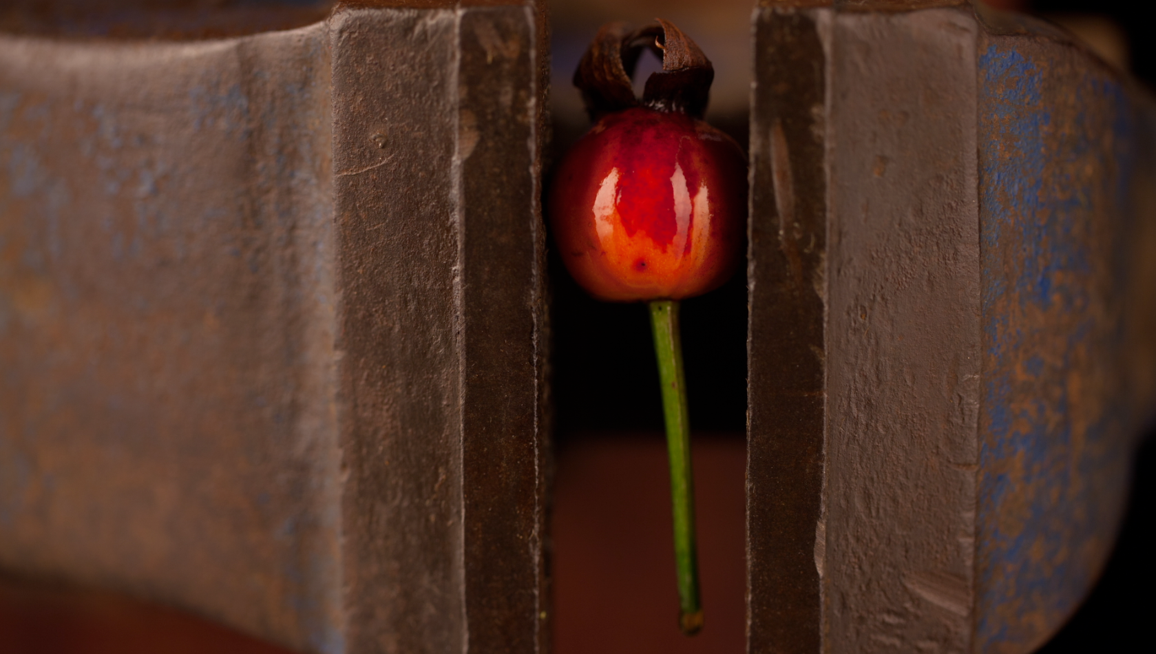 Rose Hip