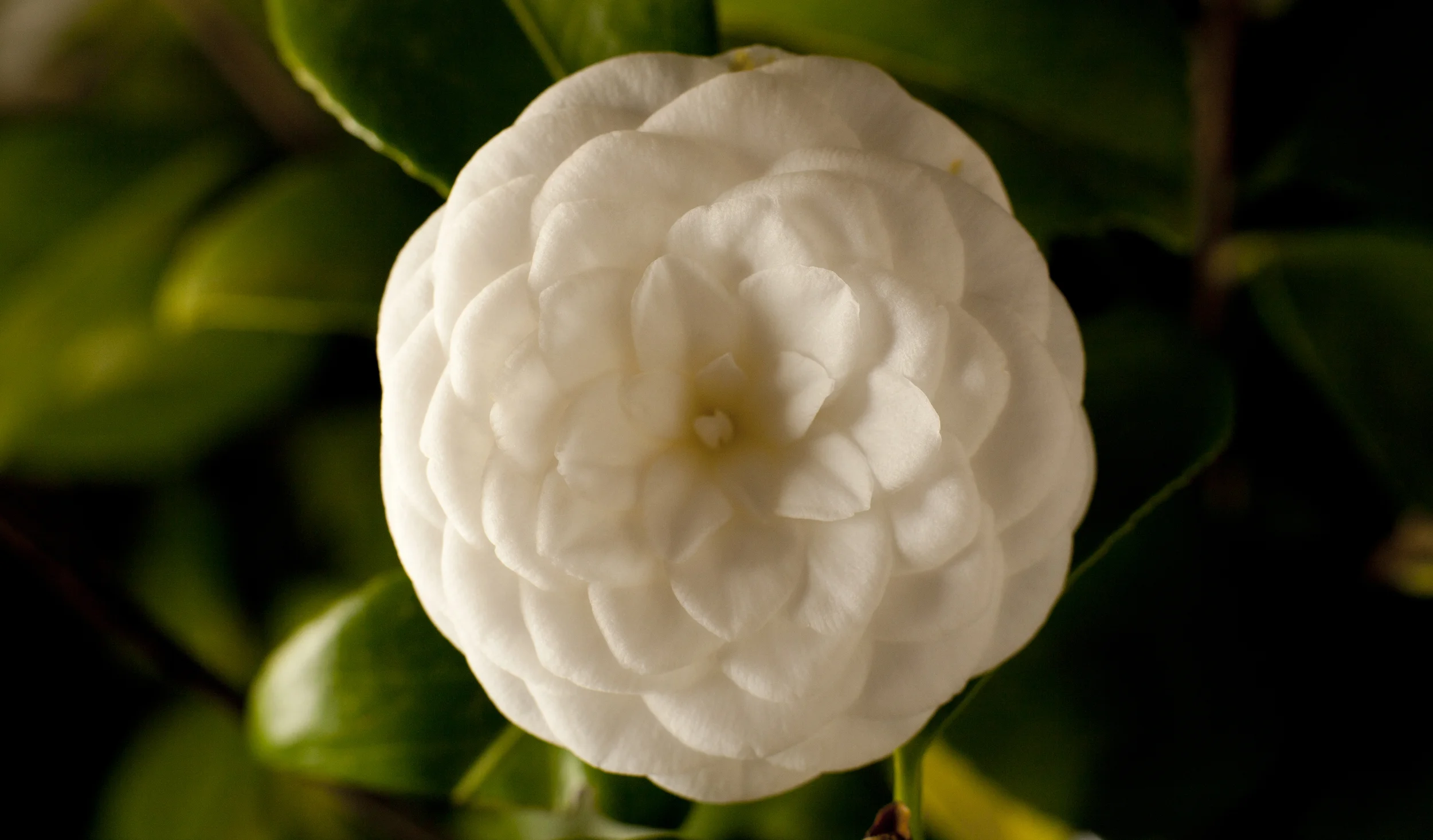 Camellia time lapse