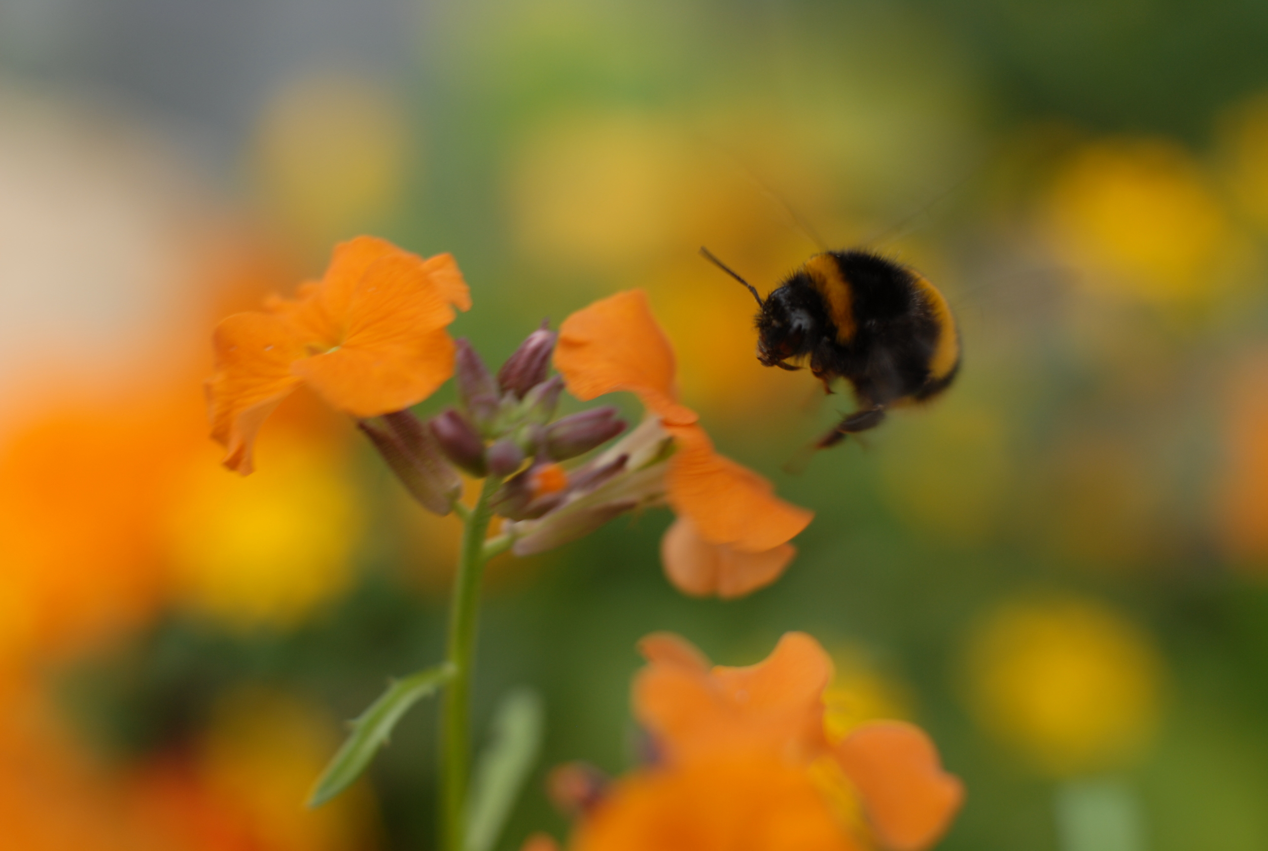 Ninja bee