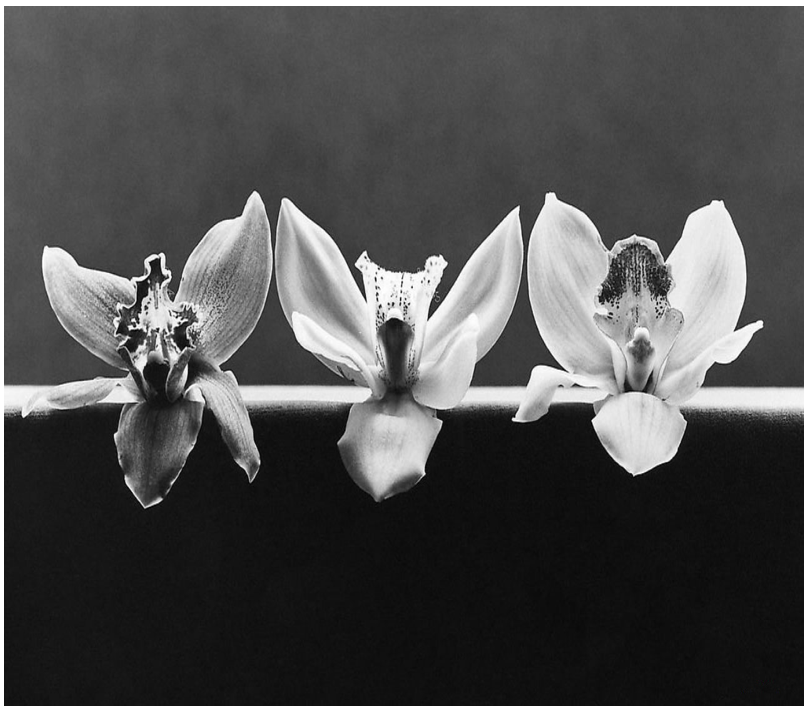 Mapplethorpe