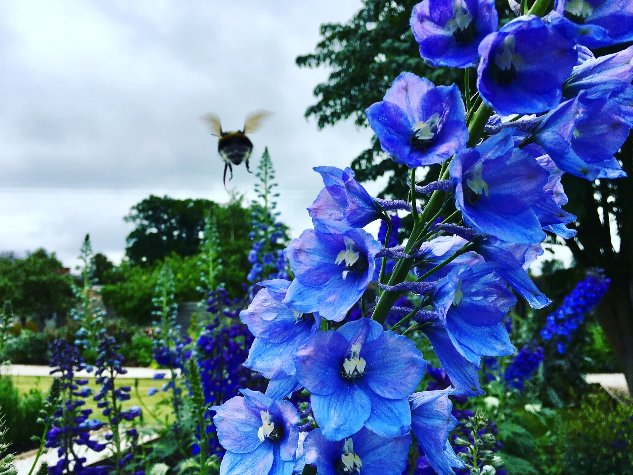 Alscot's Alternative to Chelsea