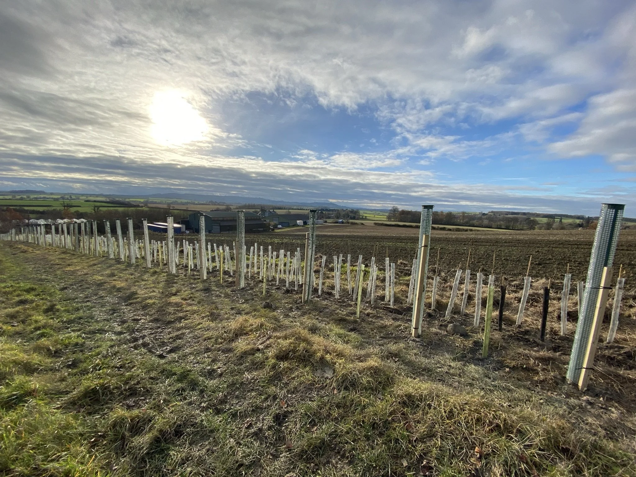 Tree Planting Season 2021/22