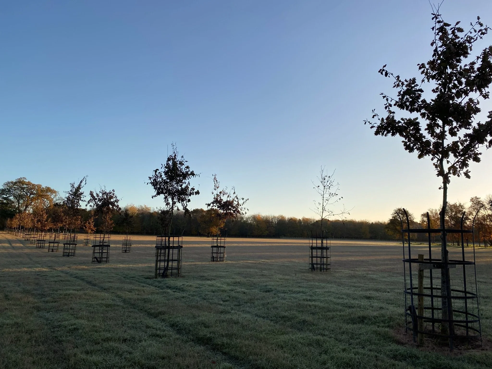 A Special Avenue of Trees in Recognition of a Special Birthday