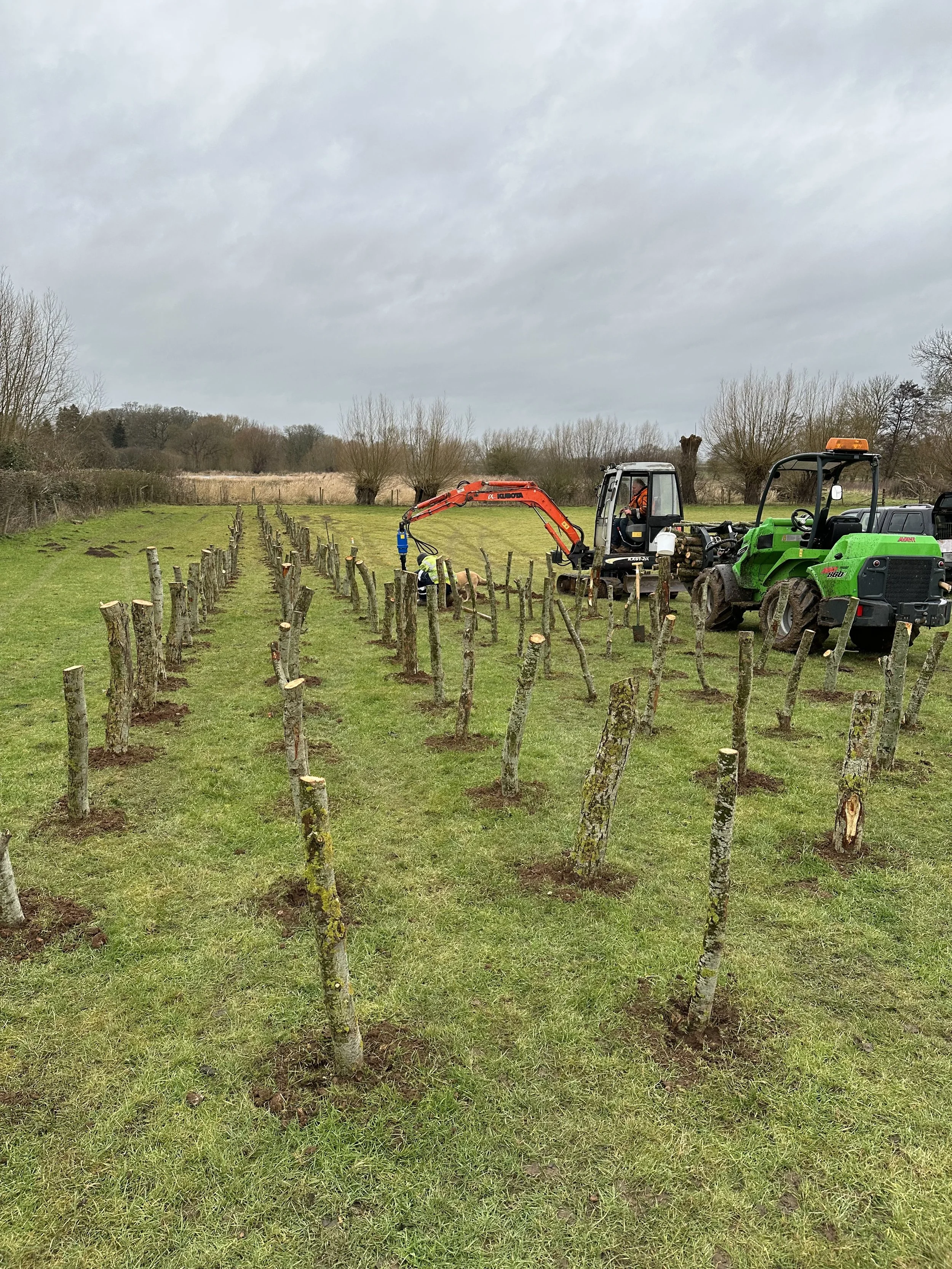 Cricket Bat Willow Nursery