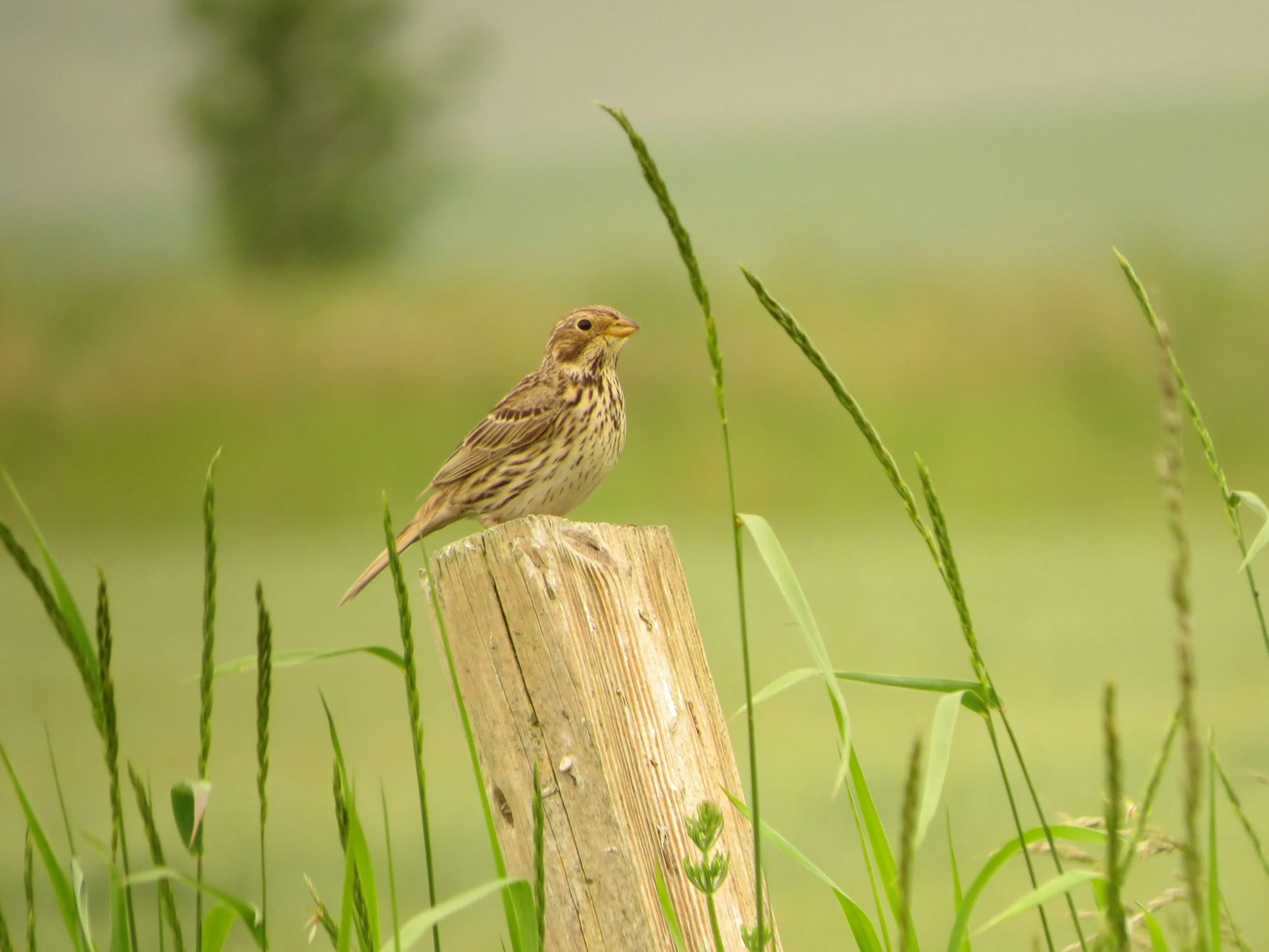 Breeding Bird Survey Records Positive Results