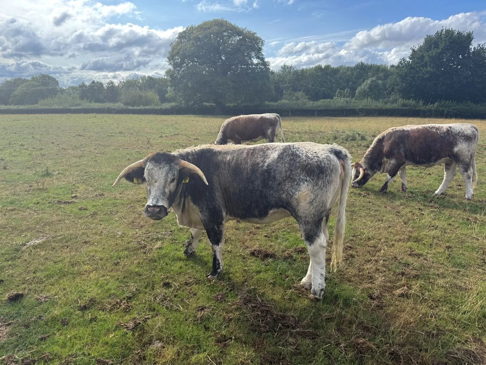 Alscot Welcomes New Herd as Regenerative Farming Progresses
