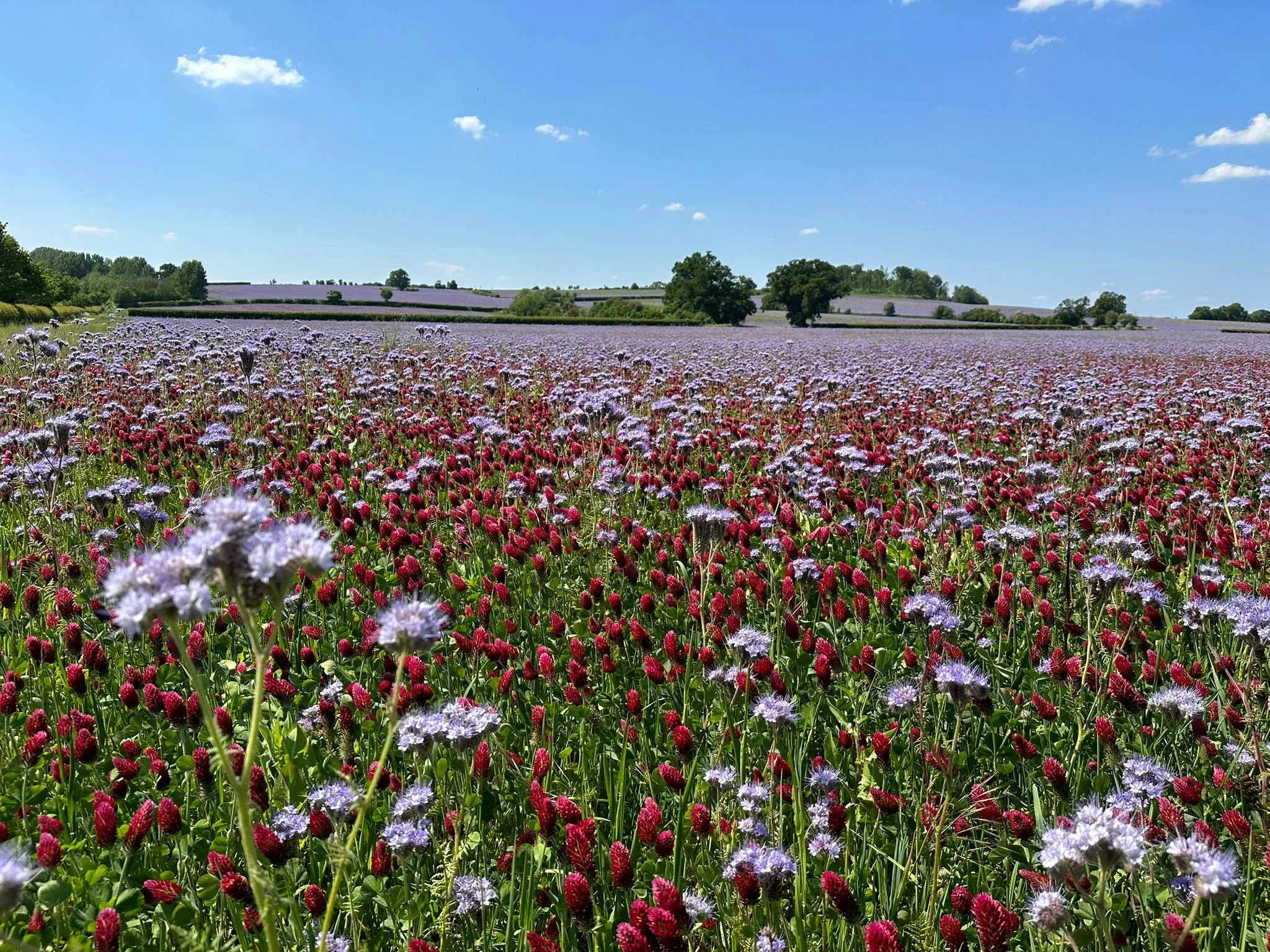 Growing Beyond Sustainability: Our First Year of Regenerative Farming