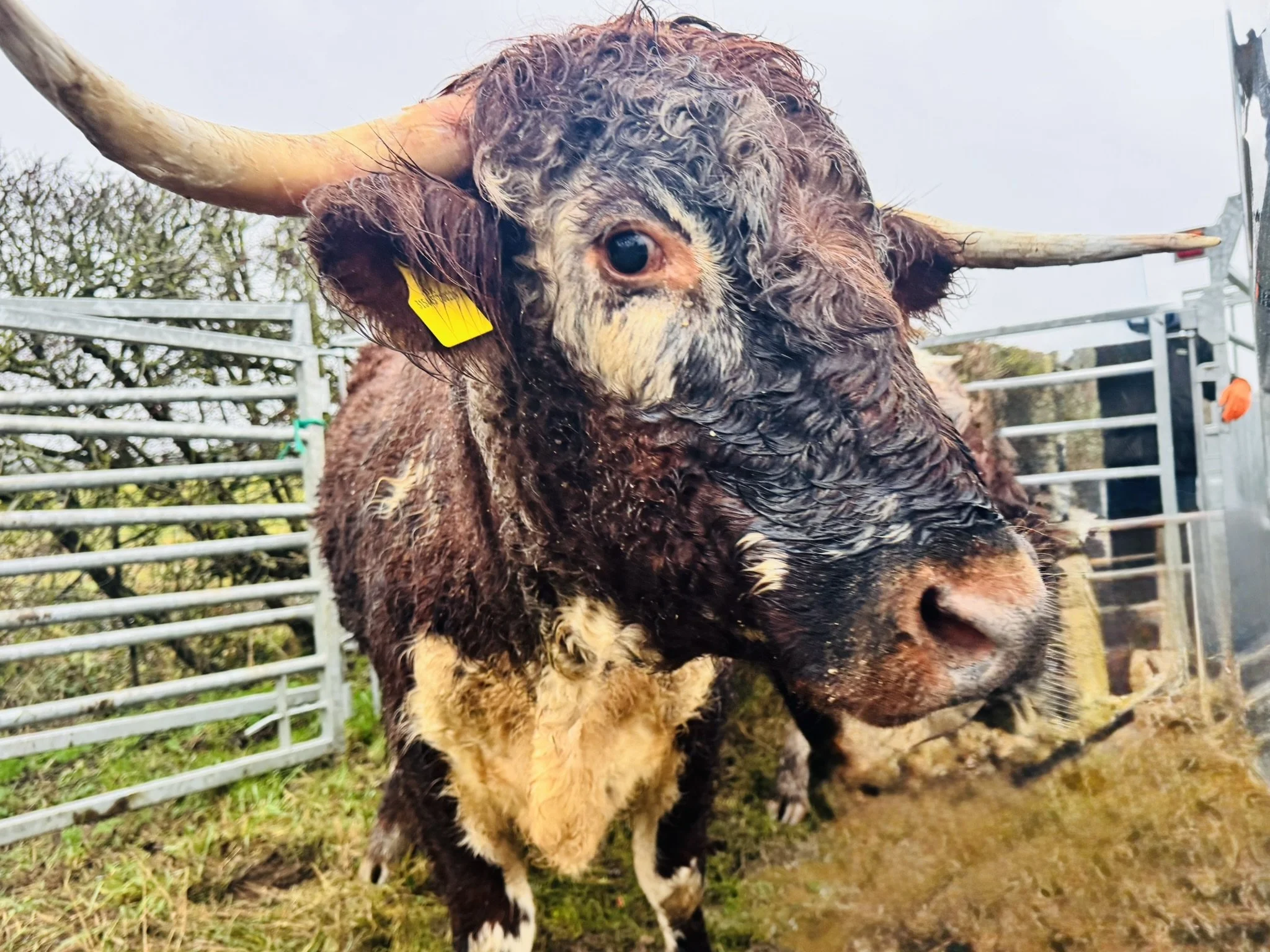 Mooving Into Modern Livestock Management