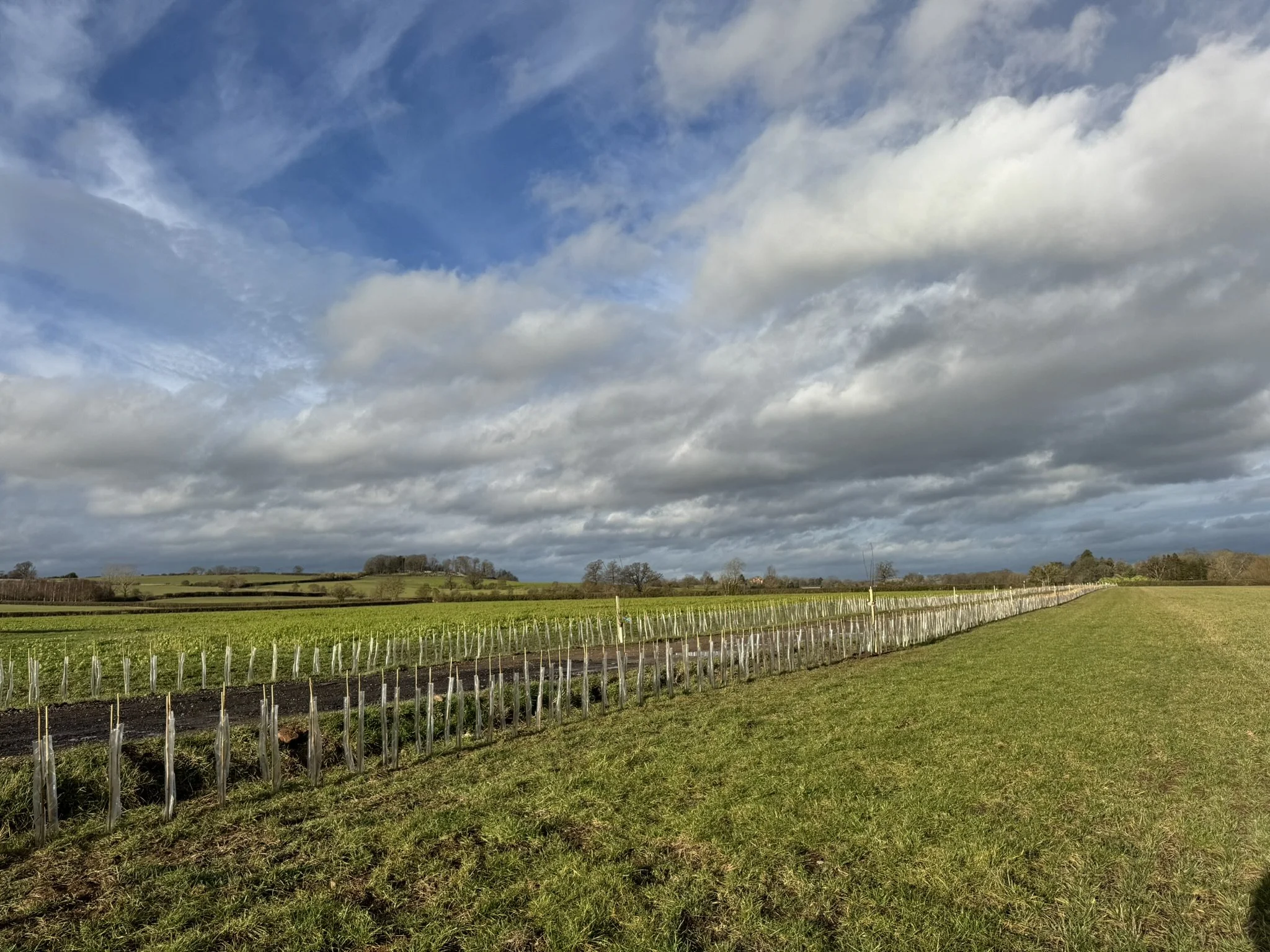 Planting with Purpose