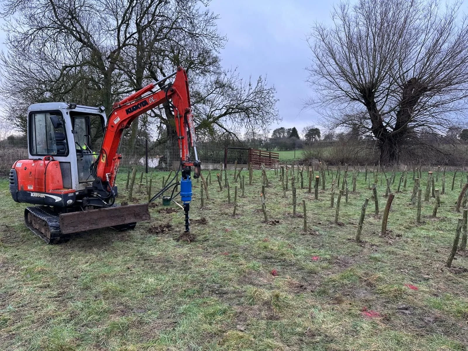 Expanding The Cricket Bat Willow Nursery