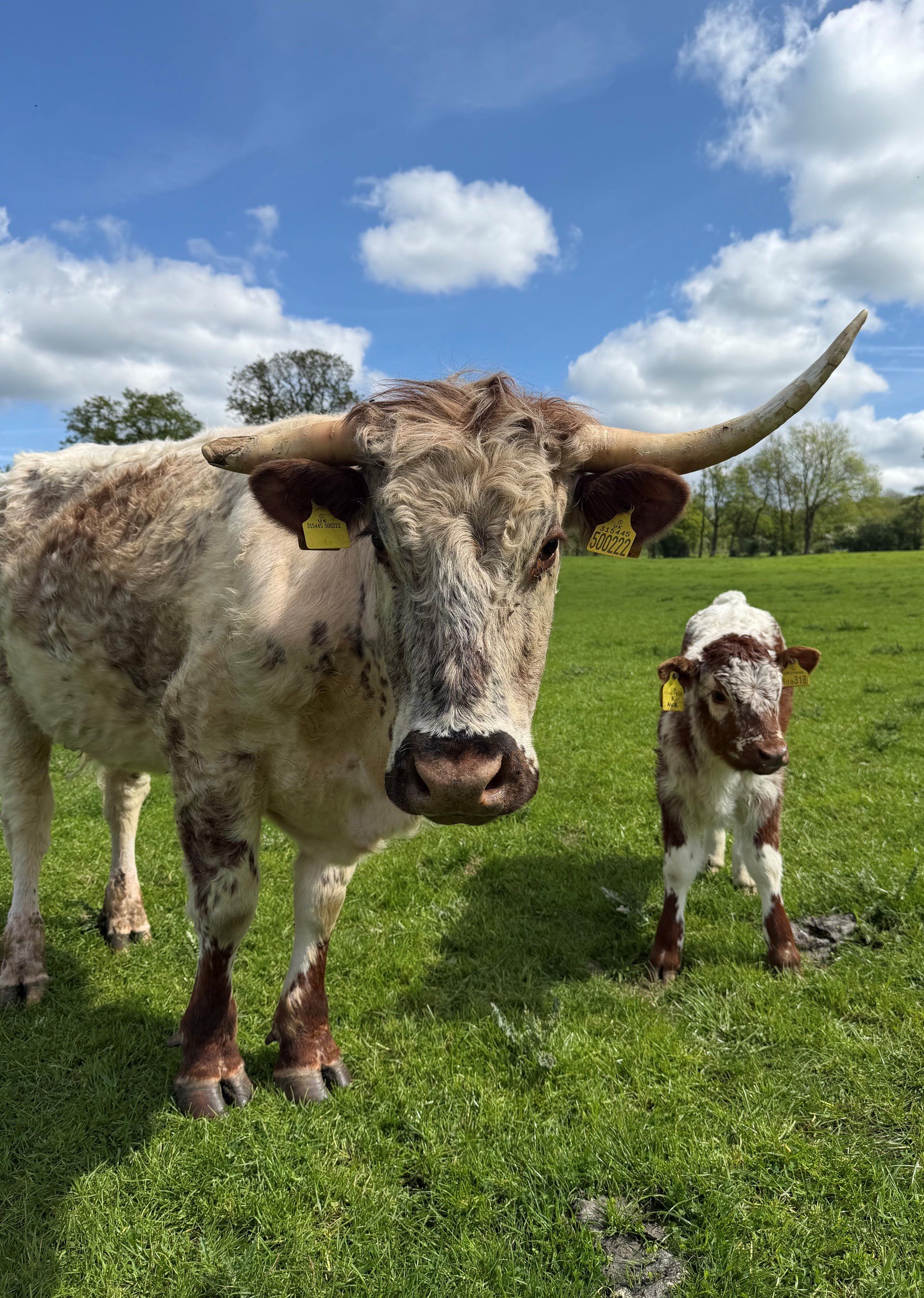 New Additions to the Herd