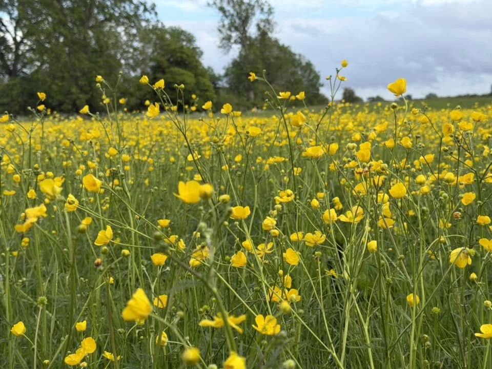 701726058_1434247362052940_9040975910847344332_n.jpg
