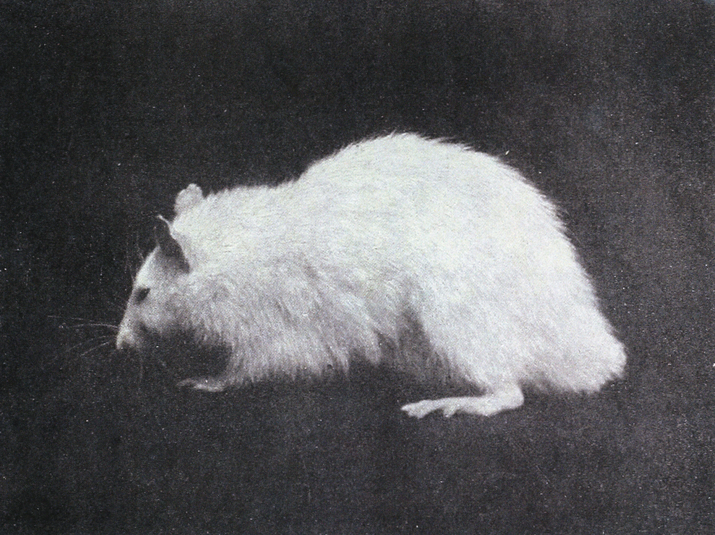 Mouse3.jpg
