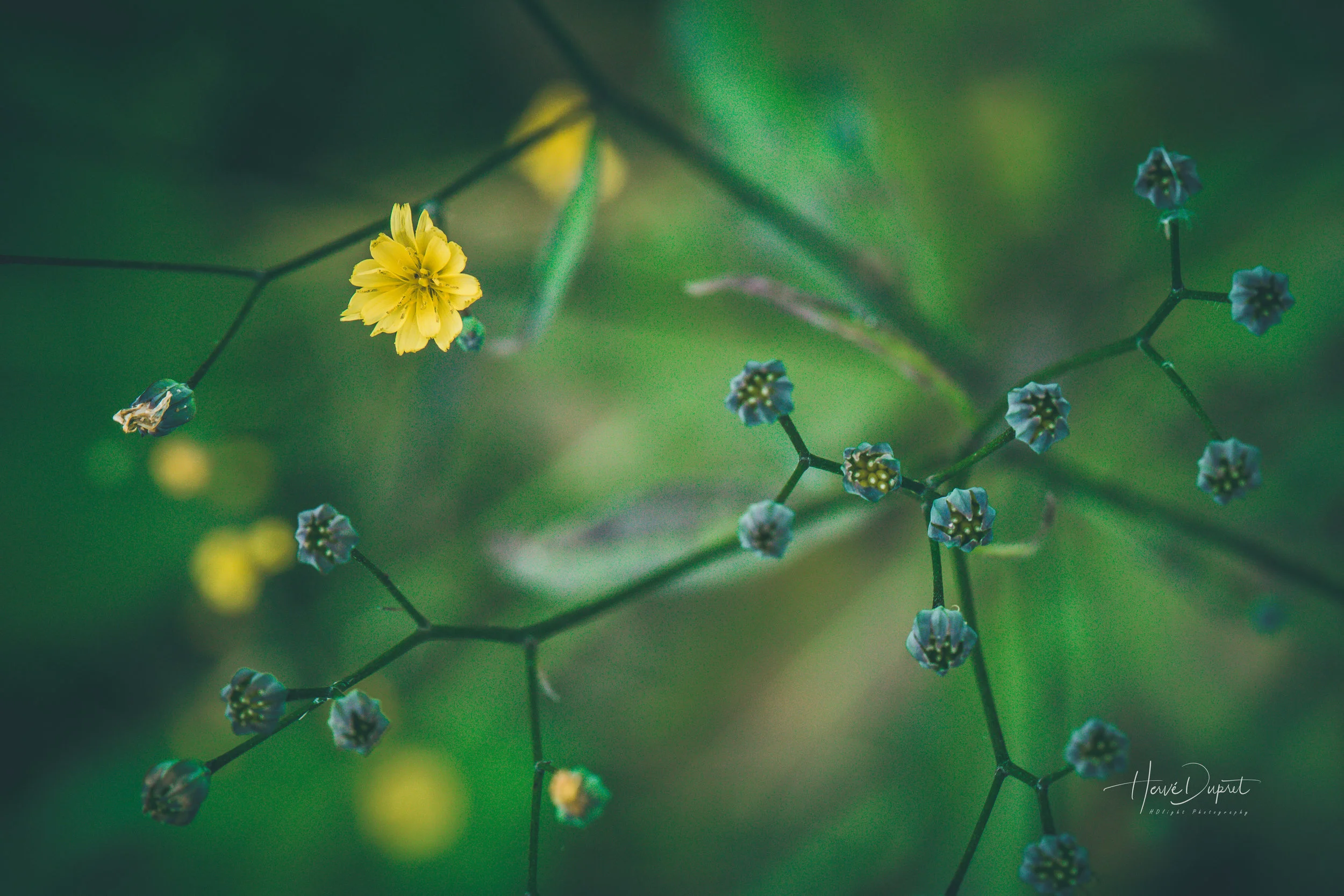 Macro-3.jpg