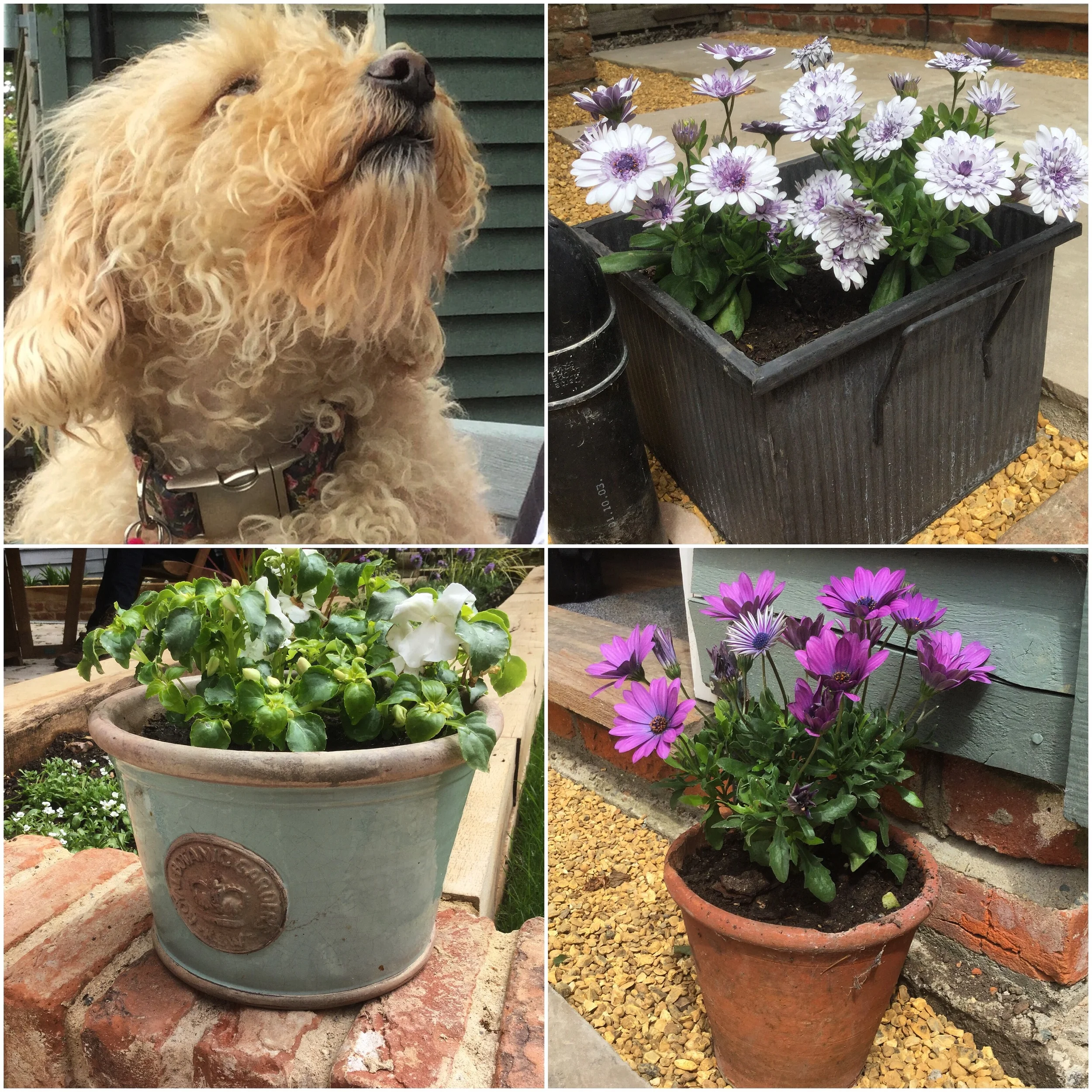 Some pretty flowers at Camomile Cottage B & B Suffolk