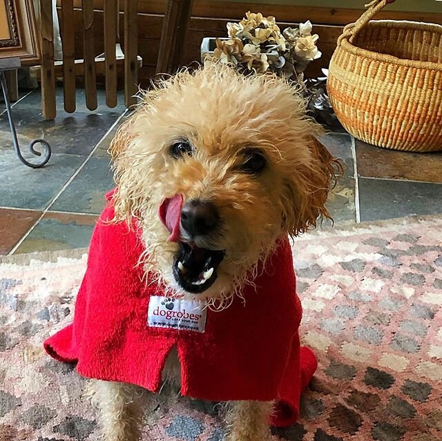 Apparently I was very smelly and mum insisted I had a bath, hence the special red cape while I dry! I did get a very tasty treat for the trauma though! #bathtime #smellydog #treattime #trauma #fozziedog #labradoodle #ldogrobes