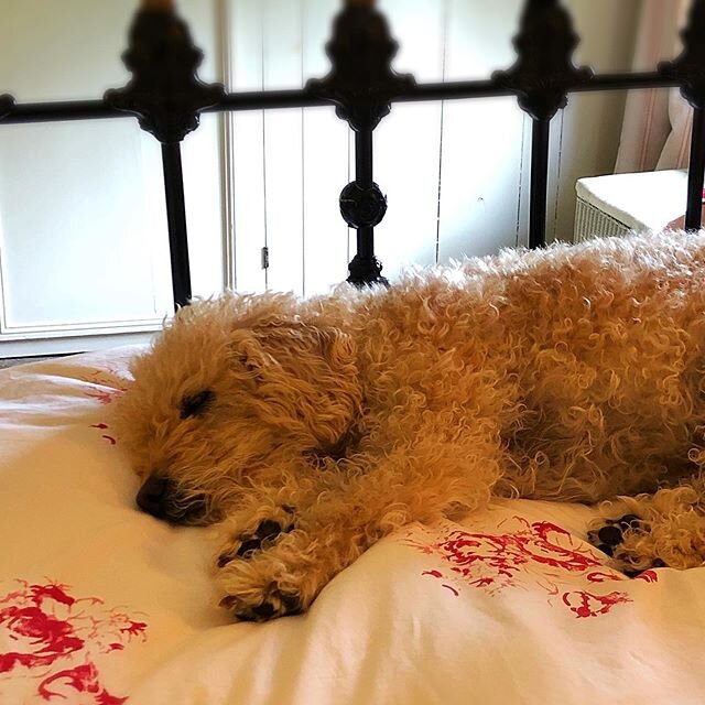 Fozzie would clearly rather stay in bed today...dreaming of bacon🥓 and chasing squirrels!#sweetdreams #lazydog #loveher #dogsarethebest #labradoodle #dogsofinstagram #fozziedog
