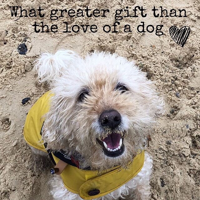 So true &hearts;️#lifeisbetterwithadog #bestdog #fozziedog #loveher #dogsofinstagram