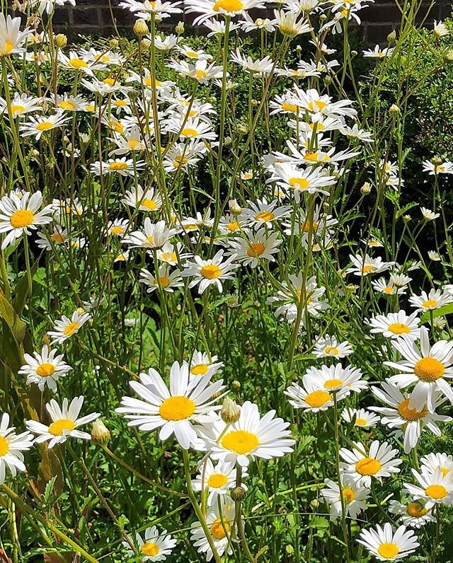 Hooray...the daisies are out! #theymakemesmile #daisies #daisy #gardenlover #countrygarden #suffolk #lovesuffolk