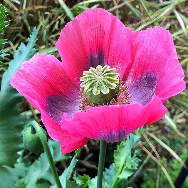 Who doesn&rsquo;t love a poppy #poppy #countrygarden #gardenlover #suffolk #flower