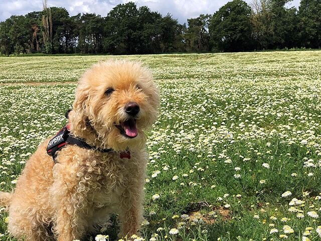 Fozzie in camomile...lovely windy walk in beautiful Suffolk this morning.#camomilefield #fozziedog #labradoodle #bestdog #lovesuffolk #rurallife #rural_love #camomile