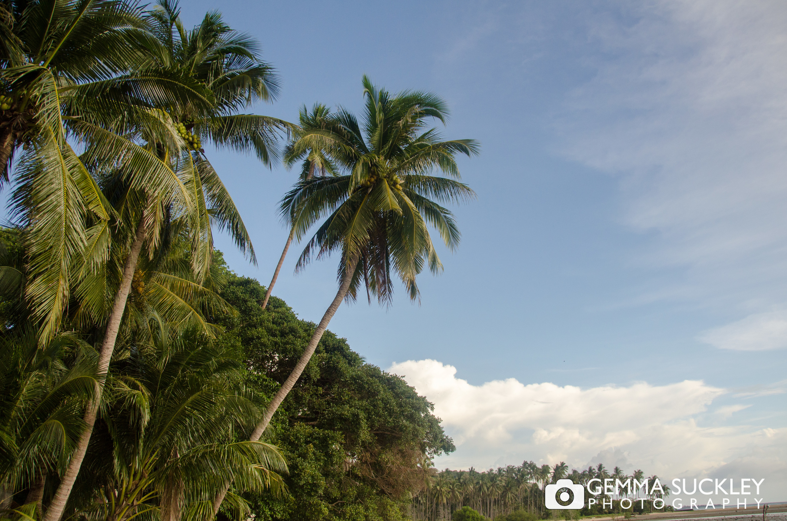 palm-trees-thailand.jpg