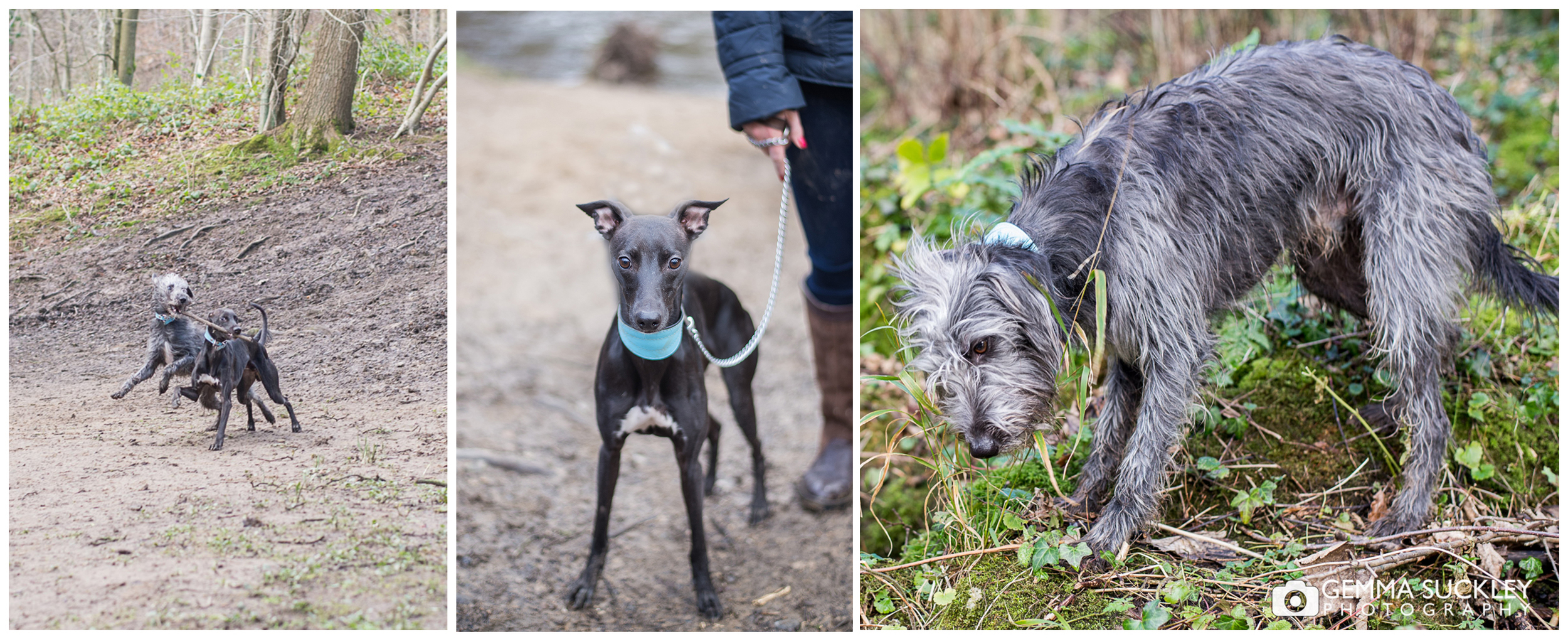 engagement-photos-with-dogs.jpg