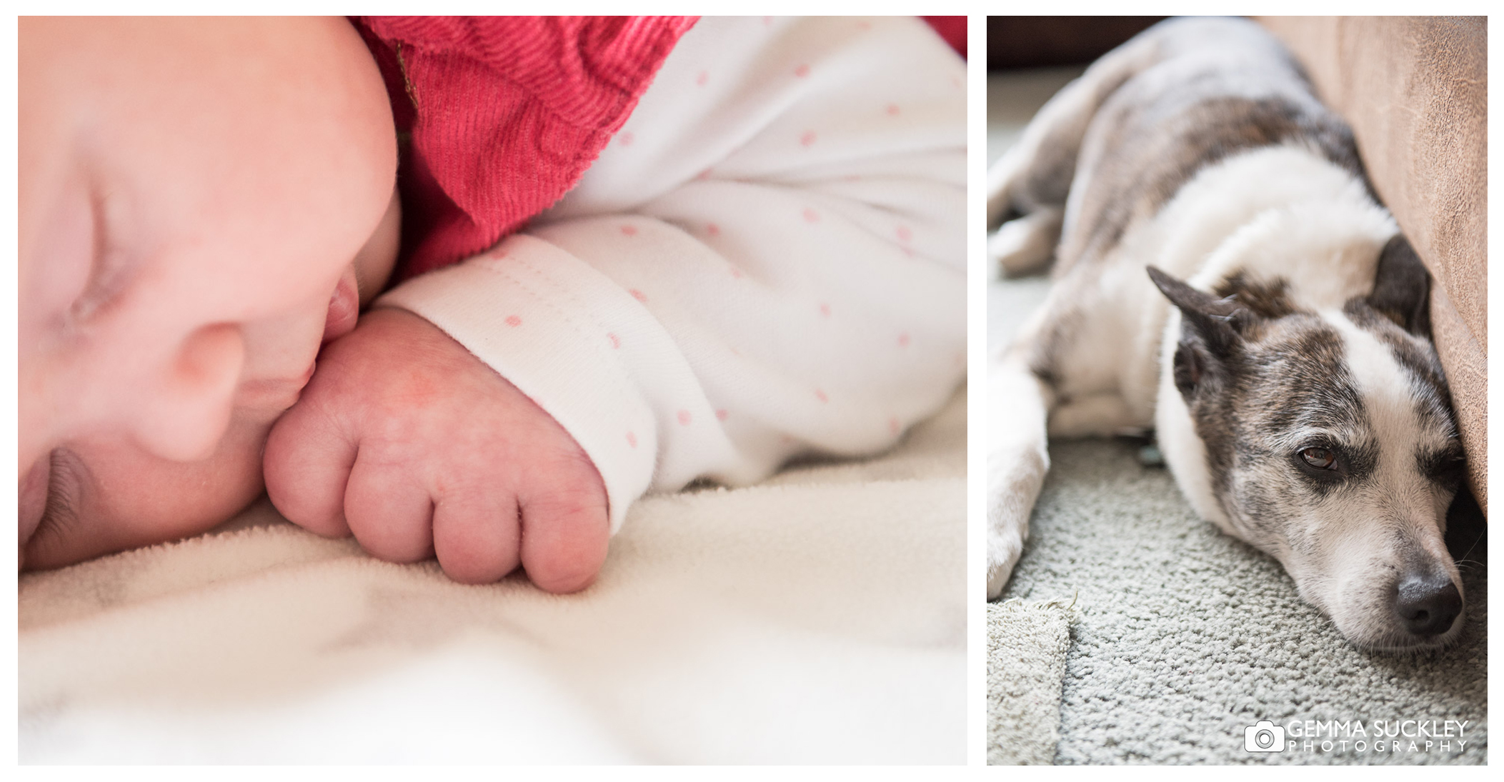 Newborn baby and dog family photos