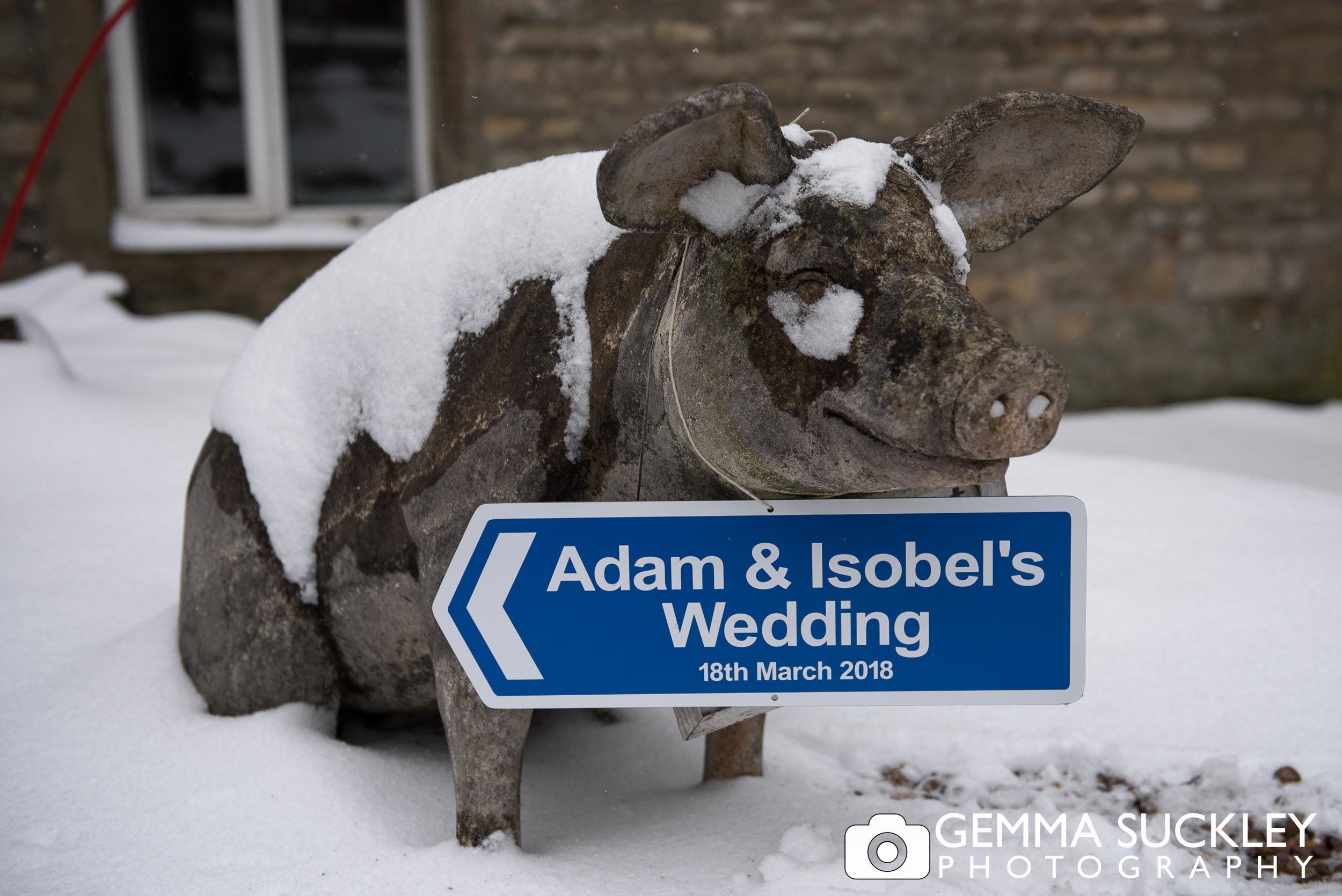 Grassington's pig statue with a wedding sign at 