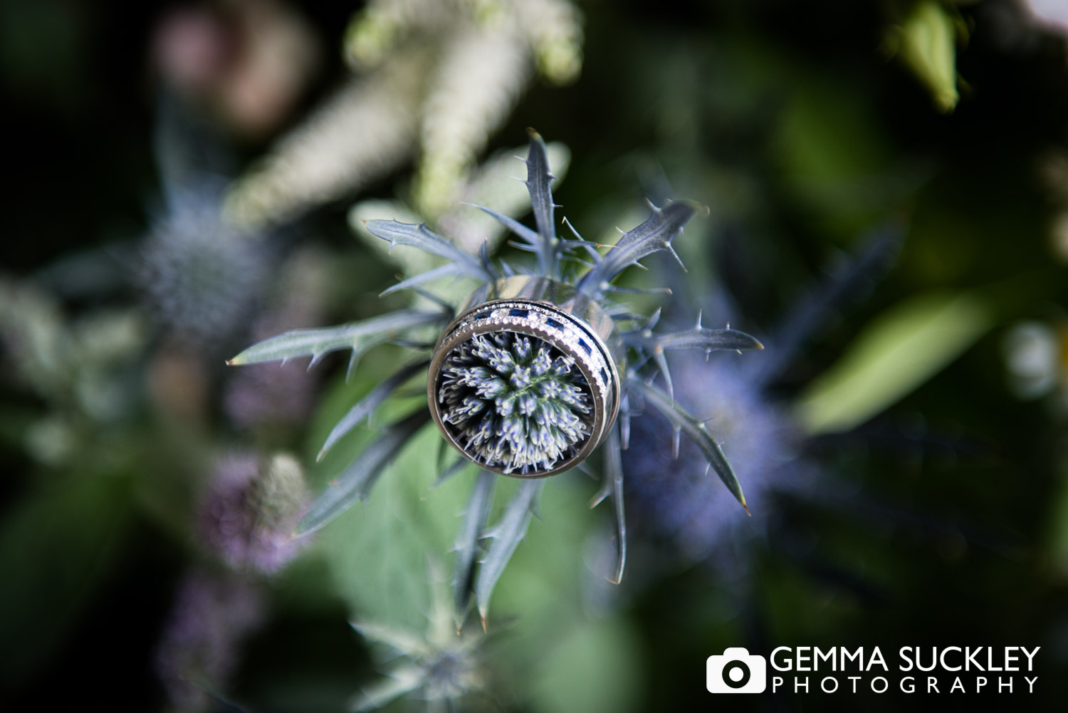 wedding rings on a thistle 