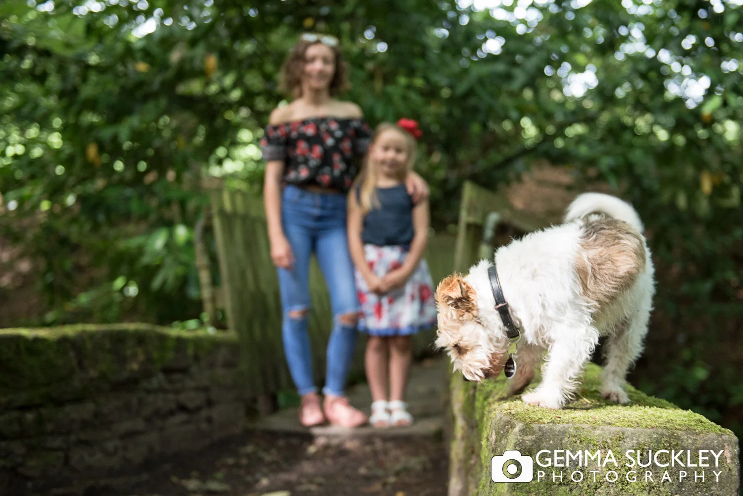 family dog about to jump of a wall before the photo is taken
