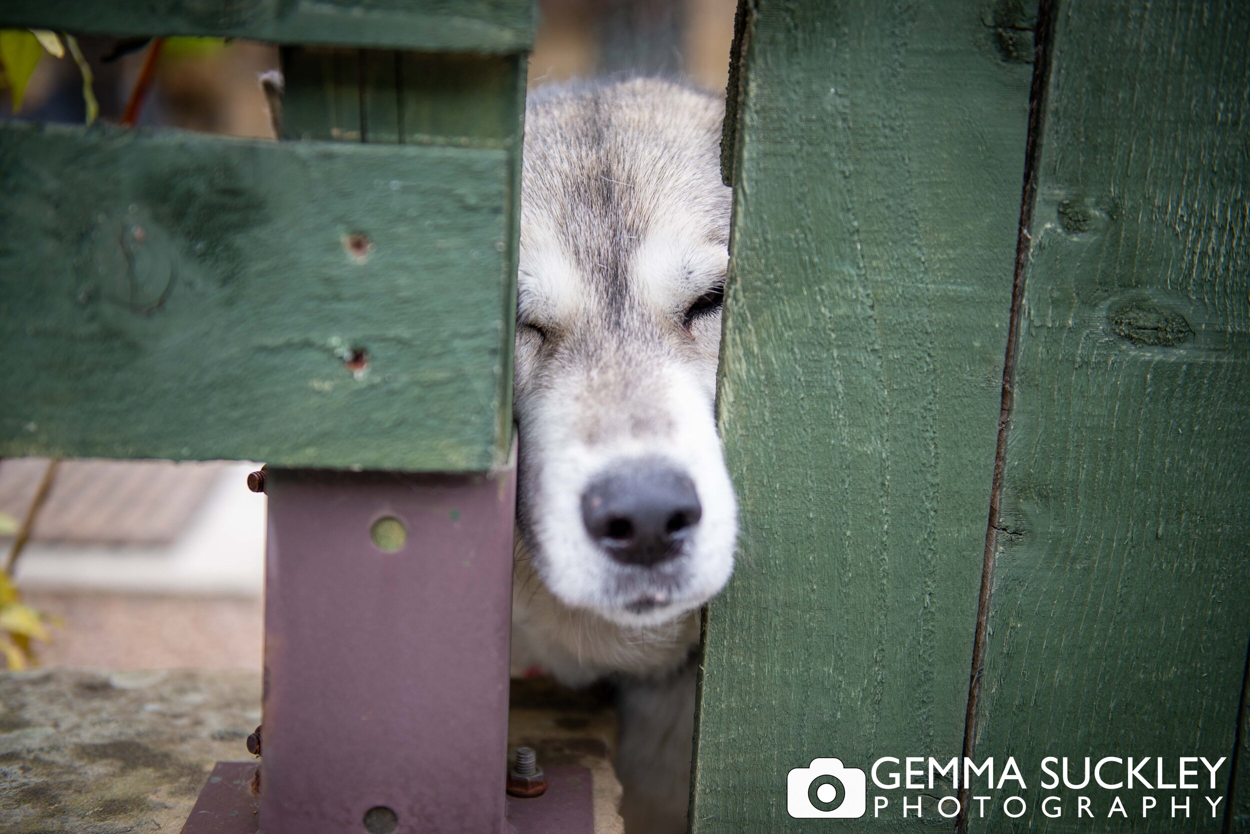 a huskey peeking through a gate