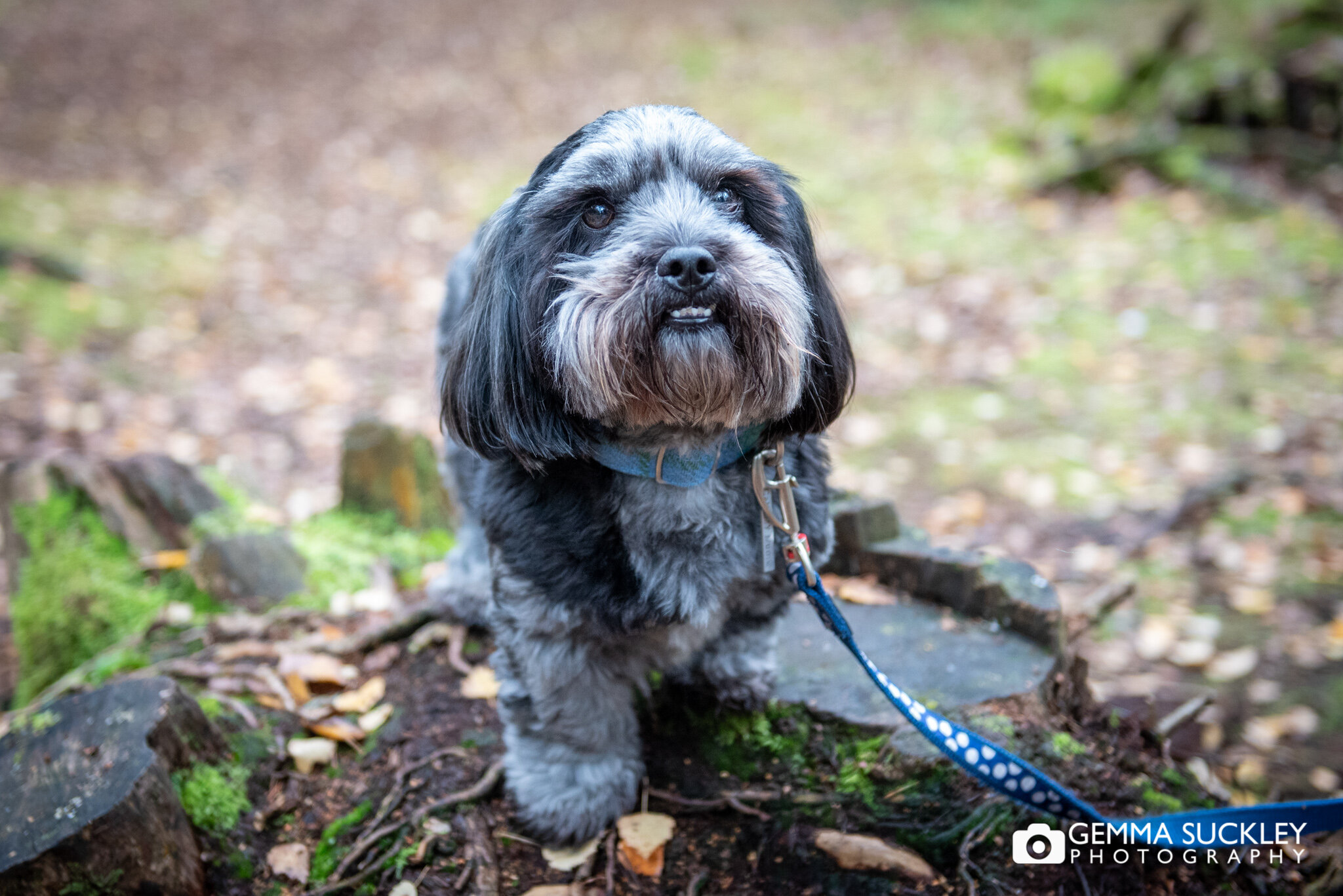 pet photography of a grey dog in the st ives woods