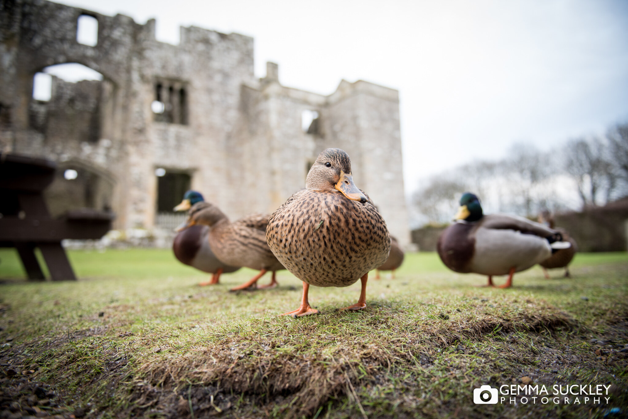 ducks in front of barden tower